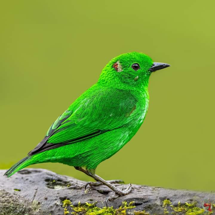 Enga marriage ceremony