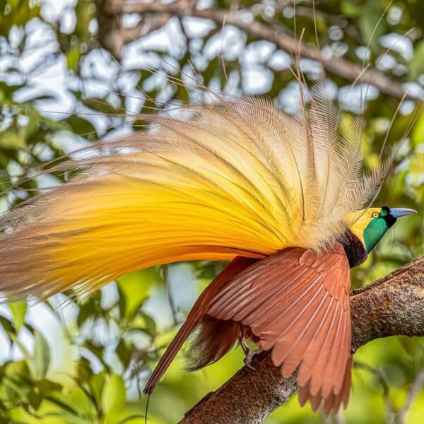 SILVER PACKAGE B — 1–8 Days