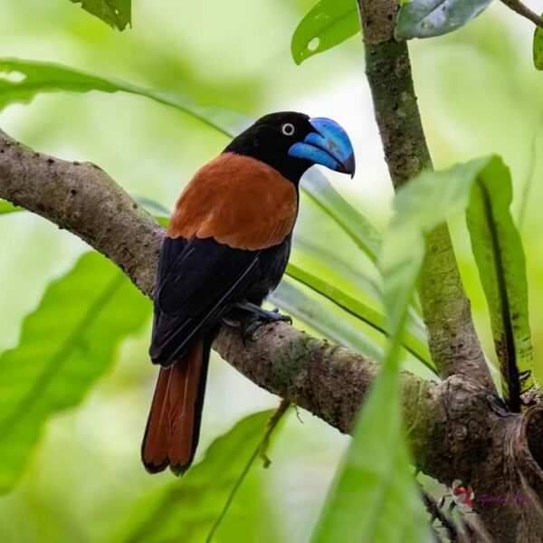 GOLD PACKAGE D — 1–21 Days