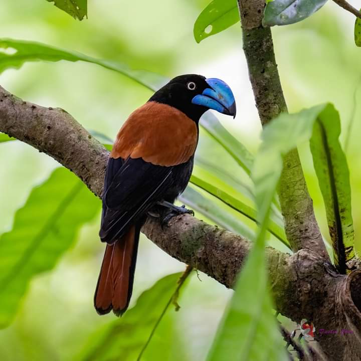 GOLD PACKAGE C — 1–14 Days