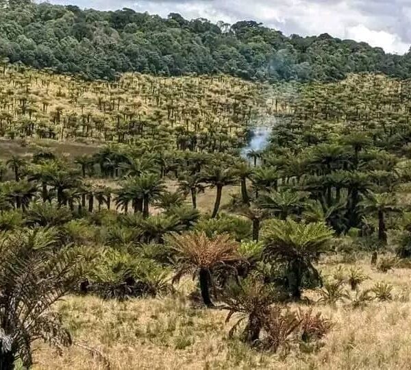 SILVER PACKAGE D — 1–21 Days