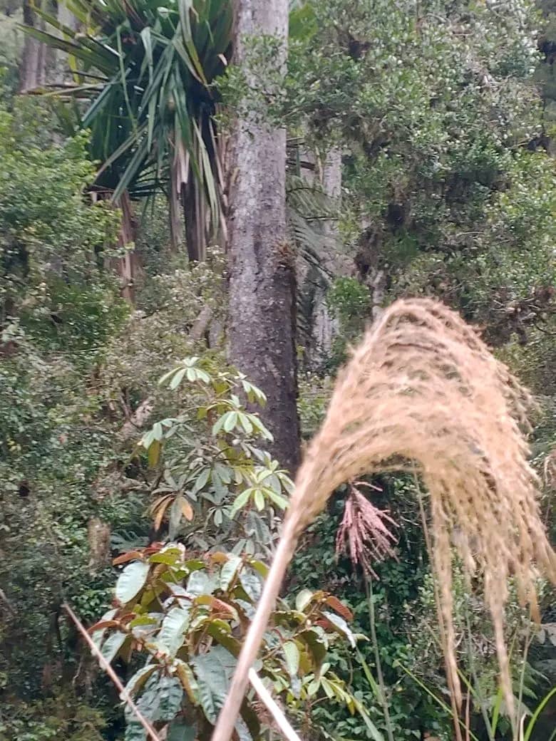 Enga sing-sing performance