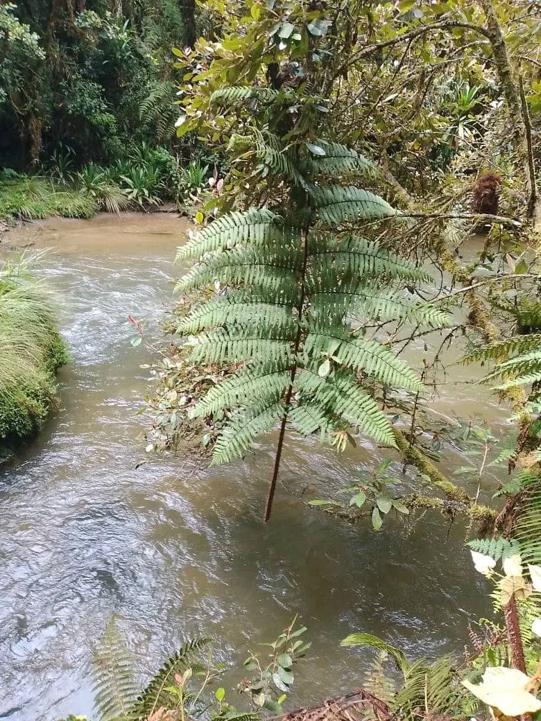 Mali and Sangai dance