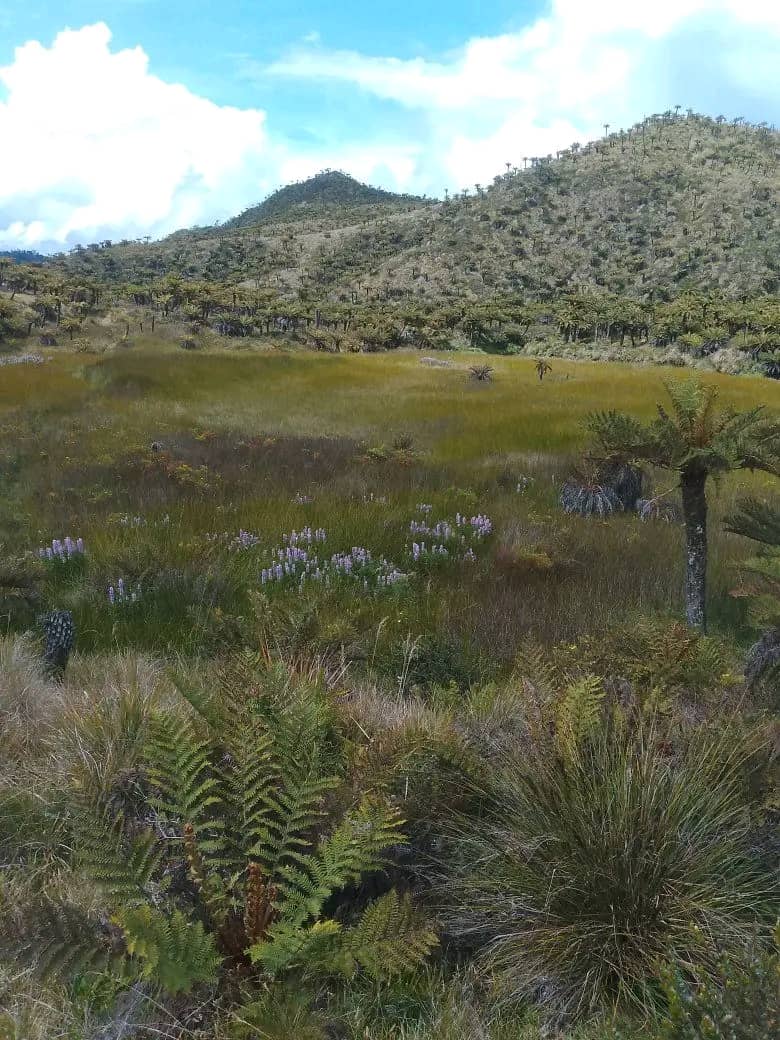 Enga ancestral rituals